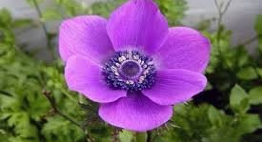 Πείτε τους χρόνια πολλά...