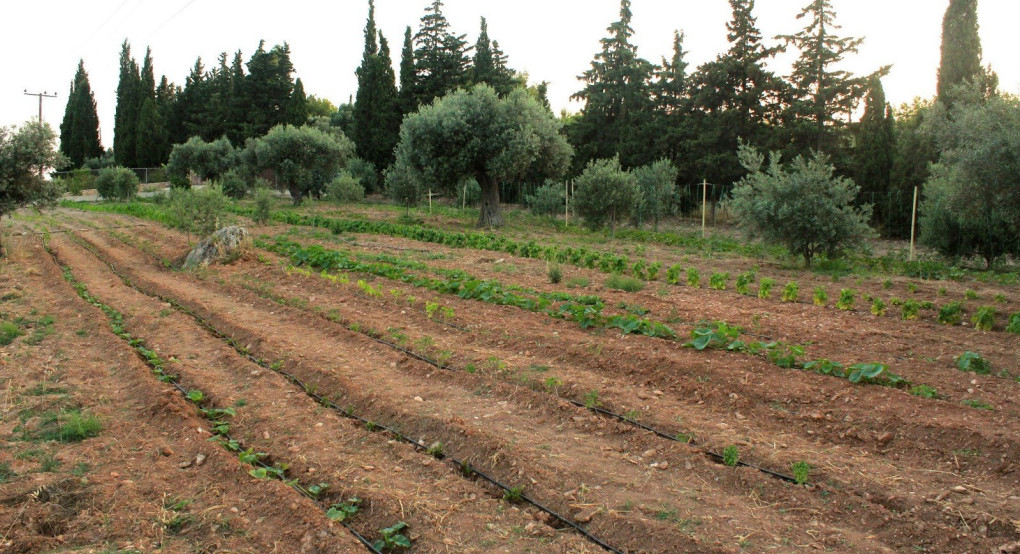 43χρονος βρέθηκε νεκρός σε χωράφι…