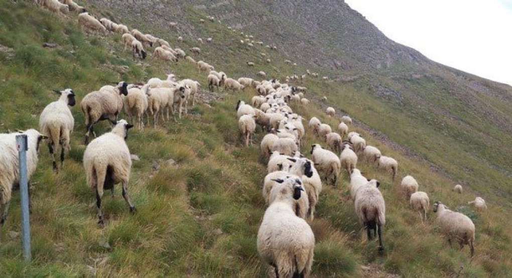 Νέα δικαίωση της Ελλάδας από το Δικαστήριο της ΕΕ. Επιδικάστηκαν επιπλέον 166 εκατ. ευρώ για τις επιδοτήσεις σε βοσκοτόπια