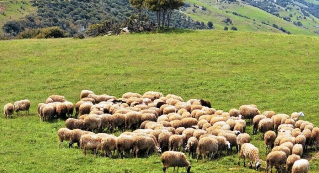  Αραχωβίτης: «Άλλη μια επιβεβαίωση του ΣΥΡΙΖΑ για τους κτηνοτρόφους»