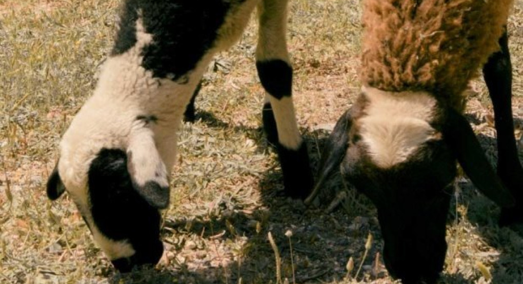 Παρέμβαση εισαγγελέα και επιτροπής ανταγωνισμού για τιμές αμνοεριφίων ζητούν κτηνοτρόφοι
