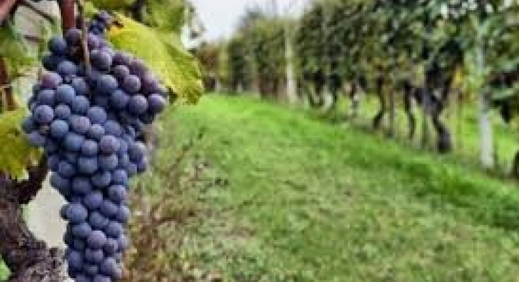 Πρόγραμμα Αναδιάρθρωσης και Μετατροπής Αμπελώνων Περιόδου 2020-2021