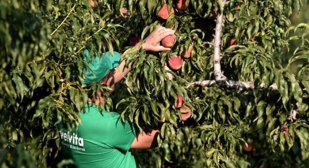 Απορριπτέα τα περί αύξησης του ημερομισθίου στα χωράφια λένε οι αγρότες Σκύδρας & Ημαθίας