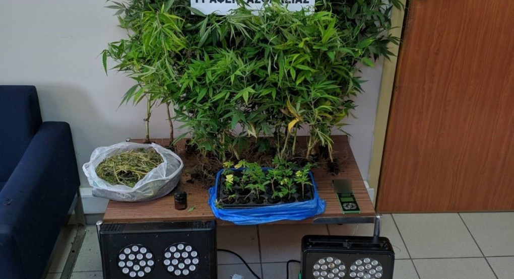 Καλλιεργούσε σπίτι του 42 δενδρύλλια κάνναβης(φώτος) 