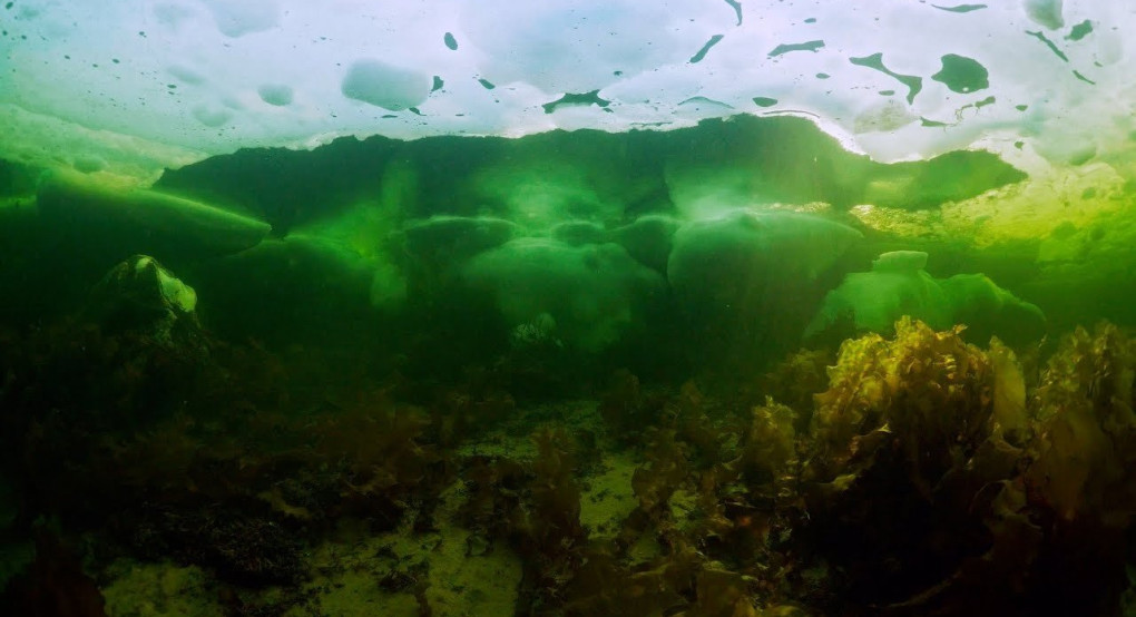 Παράξενο πλάσμα που θυμίζει «θαλάσσιο άγγελο» γίνεται viral