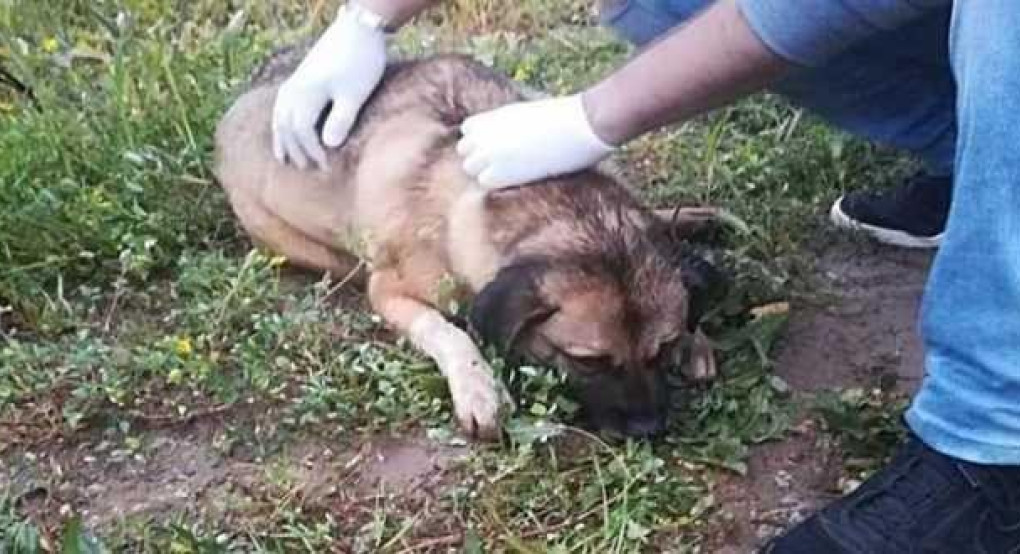 Φιλοζωικό Σωματείο Πέλλας «Αγάπη για τα ζώα»: Οι άγ(ρ)ιες μέρες των αδέσποτων ζώων…