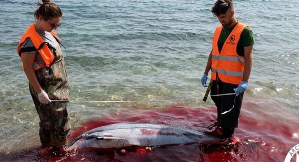 Έκοψαν με μαχαίρι τα πτερύγια δελφινιών και τα άφησαν να πνιγούν!