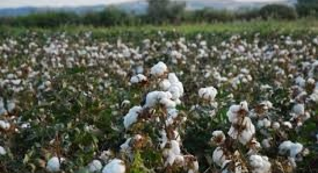 Θέμα ημερών οι πληρωμές de minimis σε σιτηρά και βαμβάκια