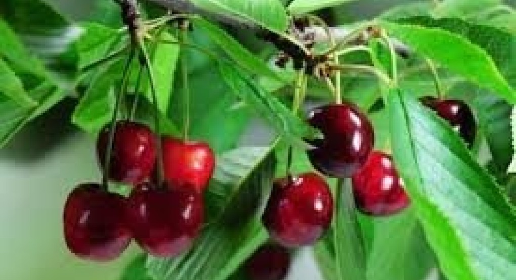 Σε απόγνωση οι Κερασοπαραγωγοί της Ίδας Αλμωπίας και των γύρω περιοχών Σε απόγνωση οι Κερασοπαραγωγοί της Ίδας Αλμωπίας και των γύρω περιοχών
