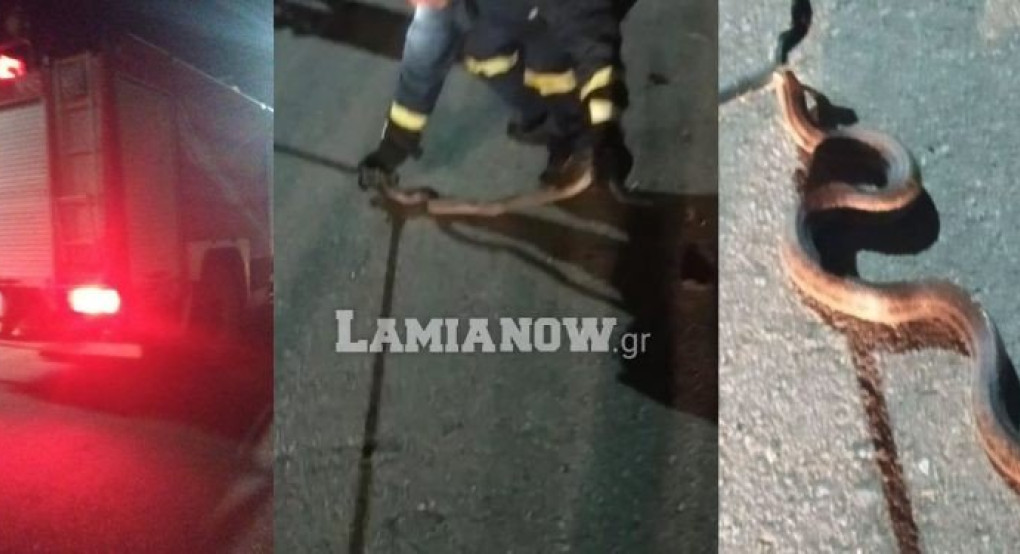 O νυχτερινός.. επισκέπτης αναστάτωσε μια γειτονιά / Καρέ-καρέ η επιχείρηση απομάκρυνσης του!