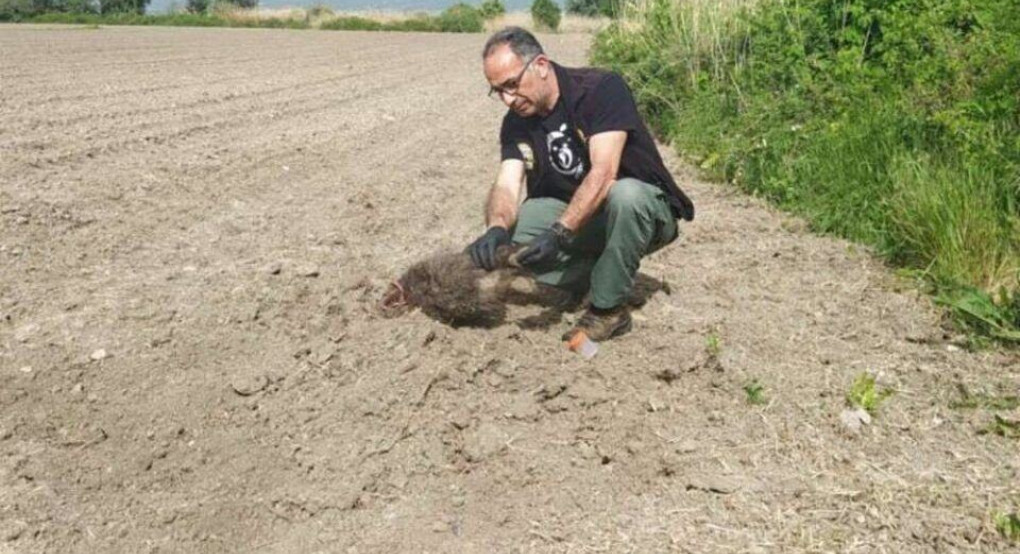 Η μαμά-αρκούδα έθαψε τα δύο μικρά της στην Καστοριά- Τι λένε οι επιστήμονες