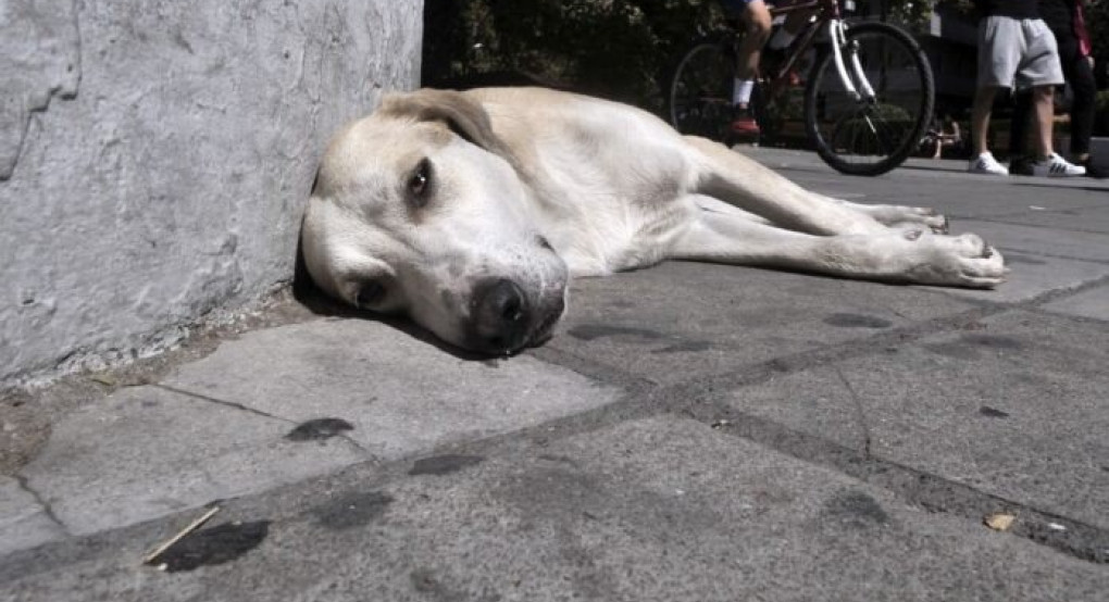 Αλμωπία: Μέχρι 31 Δεκεμβρίου η σύμβαση για σήμανση-στείρωση σε δεσποζόμενα ζώα συντροφιάς