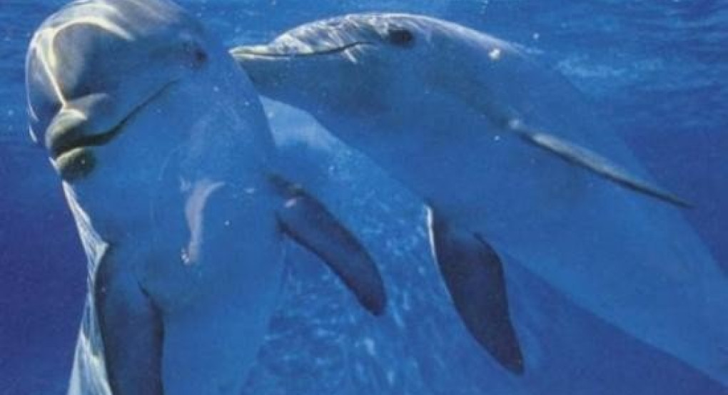 Γαλλία: Αριθμός ρεκόρ νεκρών δελφινιών ξεβράζεται στις ακτές της χώρας