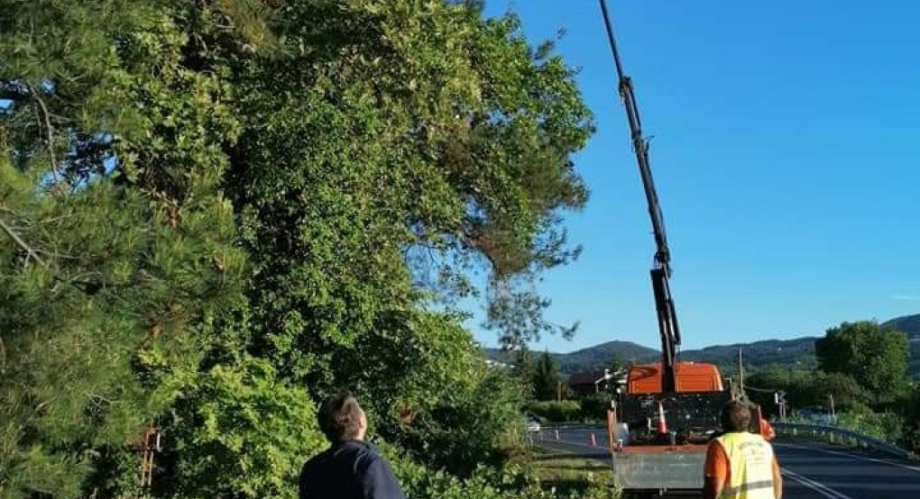 Κλαδέψε δέντρα στο Ριζαρι ο Δανής Τζαμτζης 