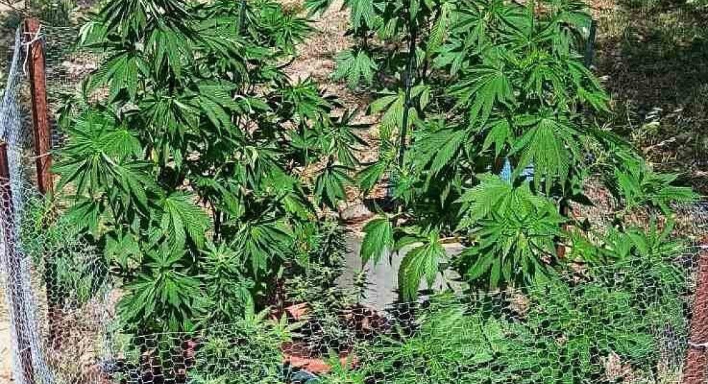 Σύλληψη για καλλιέργεια κάνναβης: Στην οικία του εντοπίστηκαν 15 δενδρύλλια κάνναβης, 1 βαλλίστρα με 8 βέλη και ένα αεροβόλο πιστόλι