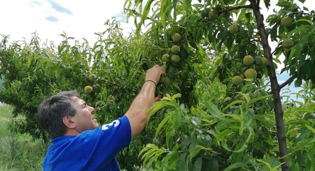 Νέες αυτοψίες του Αντιπεριφερειάρχη Πέλλας Δάνη Τζαμτζή σε περιοχές της ΠΕ Πέλλας, μετά από την σφοδρή χαλαζόπτωση 