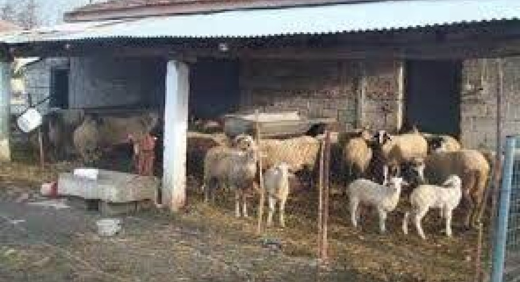 Παράταση προθεσμίας υποβολής αιτήσεων για έκδοση Αδειών Διατήρησης και Αδειών Εγκατάστασης κτηνοτροφικών εκμεταλλεύσεων 