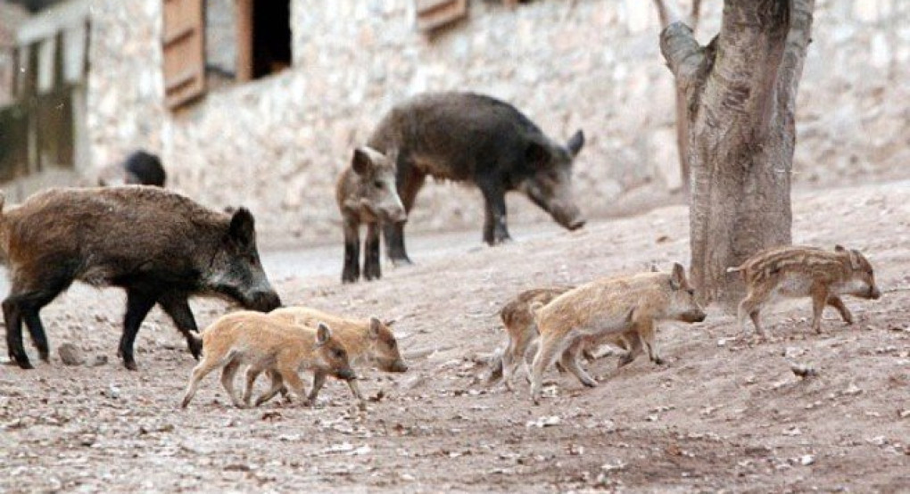 Κοπάδια αγριογούρουνων ψάχνουν τροφή μέσα στα σπίτια