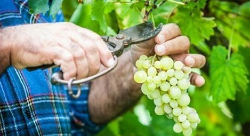 Ημαθία: Υποβολή αιτήσεων στο  μέτρο πρώιμης συγκομιδής σταφυλιών  