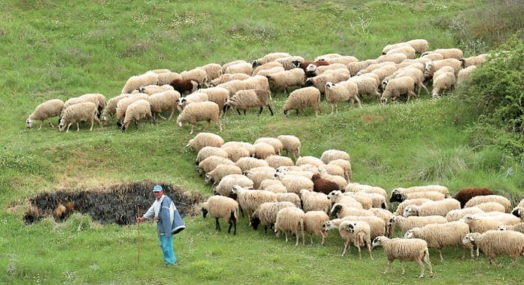 Παράταση στα δάνεια αγροτών, κτηνοτρόφων ως 25.000 ευρώ χωρίς ασφαλιστική ενημερότητα
