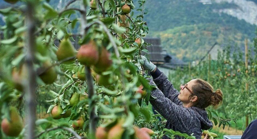Αγροτικό το 25% του εισοδήματος για τσεκ σε πραγματικούς αγρότες