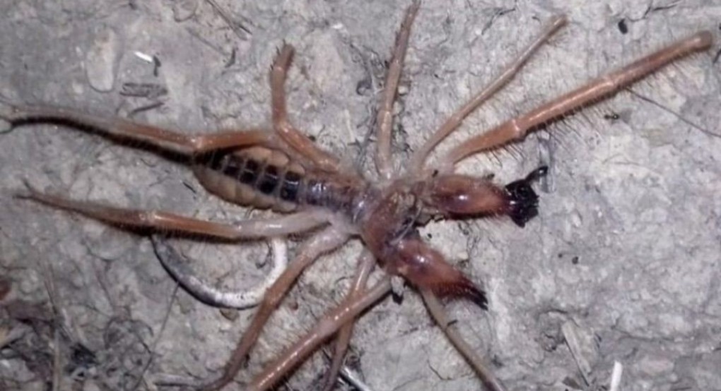 Τρόμος από την αράχνη–σκορπιό (camel spider) που εμφανίστηκε και στην Ελλάδα