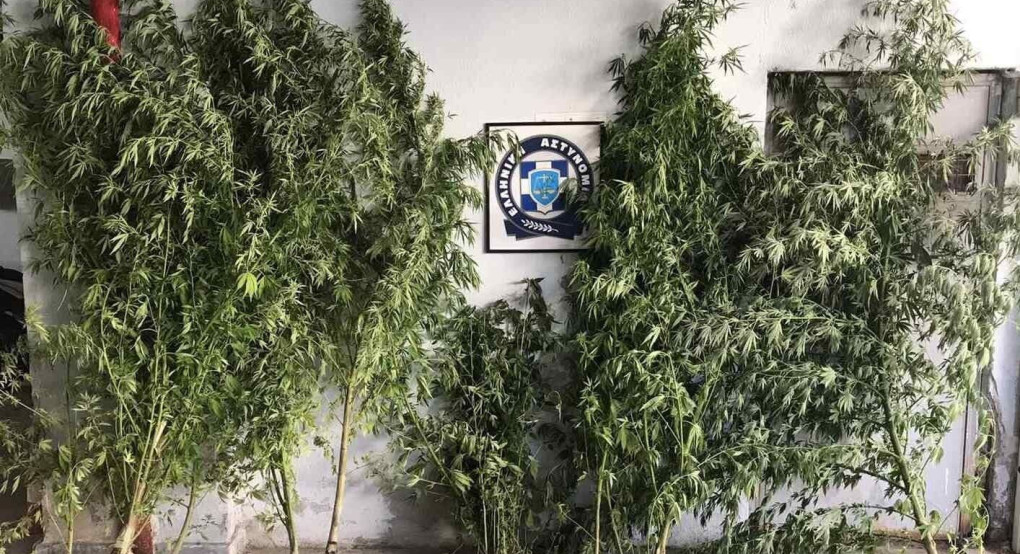Συνελήφθη ημεδαπός σε περιοχή των Γιαννιτσών για καλλιέργεια κάνναβης   