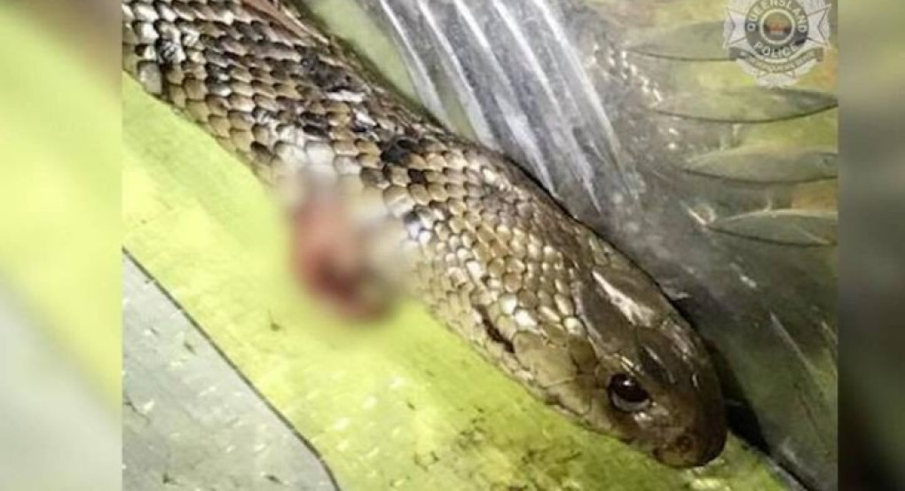 Απίστευτη «αναμέτρηση» ενός 27χρονου οδηγού με το πιο επικίνδυνο φίδι του κόσμου