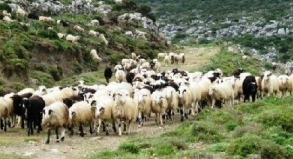 Πληρώθηκαν υπόλοιπα εξισωτικών αποζημιώσεων των ετών 2008 – 2015 από τον ΟΠΕΚΕΠΕ