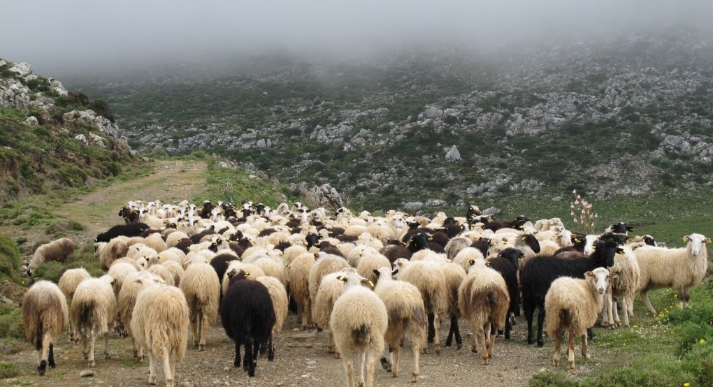 Εντοπίσθηκε κρούσμα ευλογιάς σε εκτροφή προβάτων – Δεν μεταδίδεται στον άνθρωπο- Σε εφαρμογή όλα τα προβλεπόμενα σχέδια Εντοπίσθηκε κρούσμα ευλογιάς σε εκτροφή προβάτων – Δεν μεταδίδεται στον άνθρωπο- Σε εφαρμογή όλα τα προβλεπόμενα σχέδια