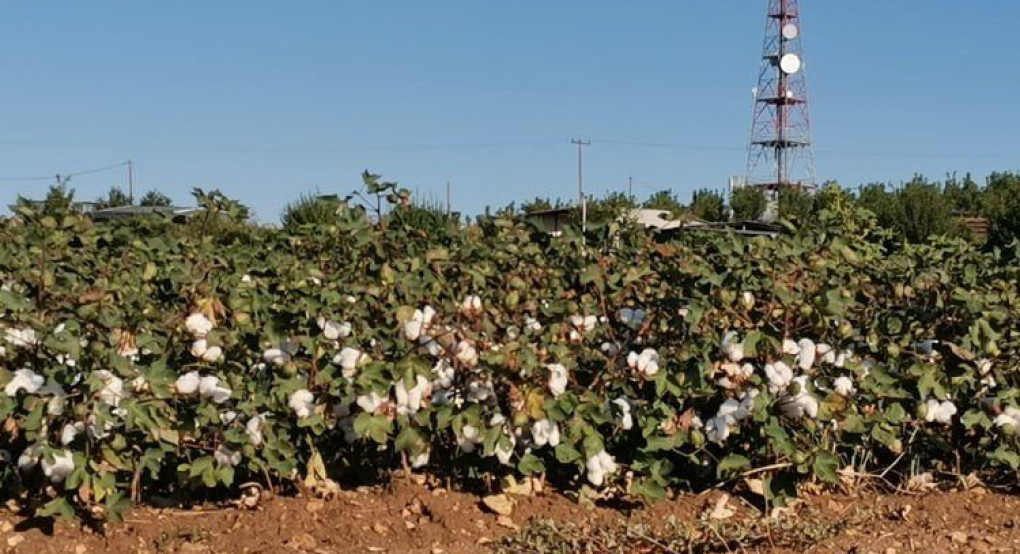 Στα 67,7 ευρώ/στρμ. εκτιμά το cotton-net.gr την ενίσχυση βάμβακος για το 2020 - στα 2.766.777 τα στρέμματα