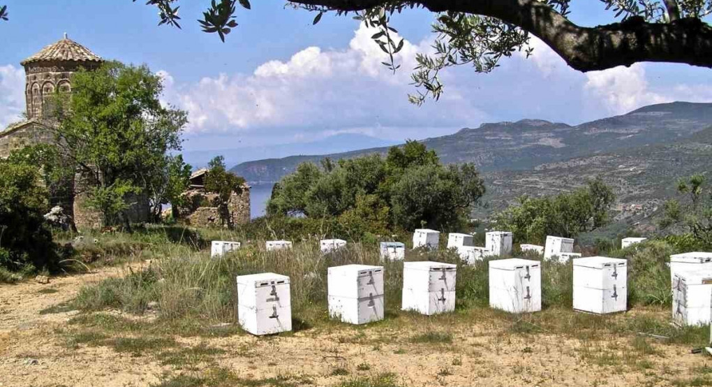 Πώς τα fake news και οι παραπλανητικοί τίτλοι μπορούν να επηρεάσουν αρνητικά το ελληνικό μέλι