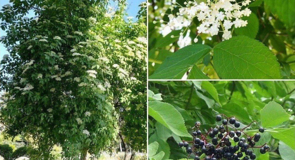 Ο Ζαμπούκος ή Σαμπούκος ή Κουφοξυλιά (Sambucus nigra L.)