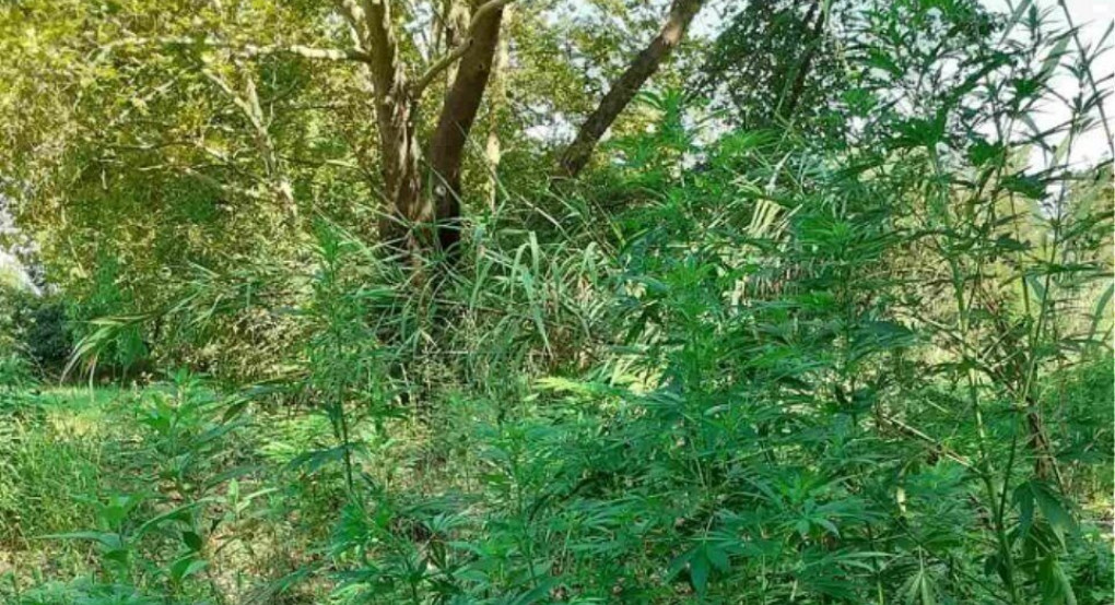 Από το ποτάμι πότιζε τρίμετρα χασισόδεντρα στην Ημαθία