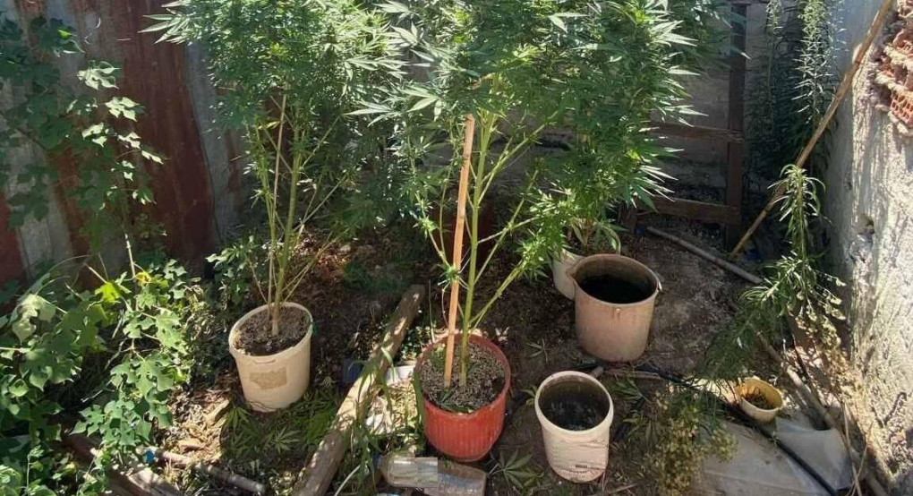 Σύλληψη για καλλιέργεια κάνναβης 