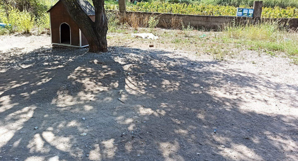 Μήνυση από τον Φιλοζωικό Σύλλογο «ΑΓΑΠΗ ΓΙΑ ΤΑ ΖΩΑ» εις βάρος ιδιοκτήτη ζώου!