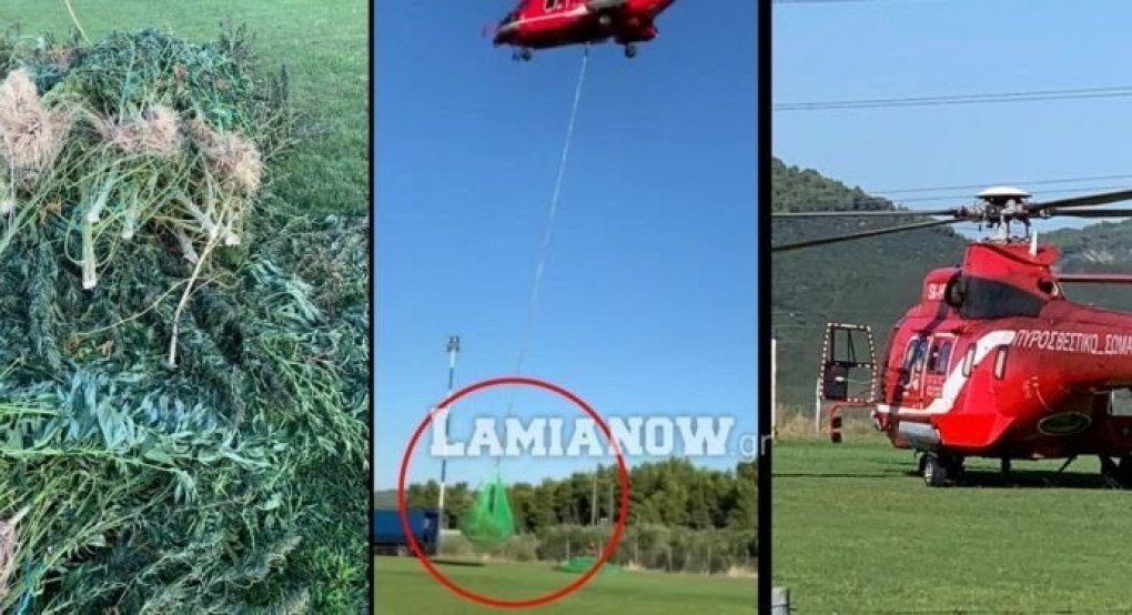 Τεράστια χασισοφυτεία εντοπίστηκε στην Τραγάνα / Μεταφέρουν χιλιάδες χασισόδεντρα με ελικόπτερο