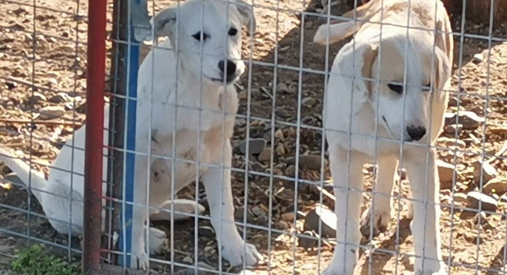 Χαρίζονται κουτάβια 