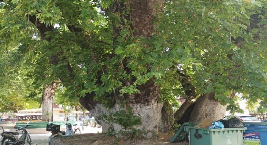 Σεβαστειανά Σκύδρας: Το υπεραιωνόβιο πλατάνι και «Διατηρητέο Μνημείο της Φύσης» εκλιπαρεί για φροντίδα! Σεβαστειανά Σκύδρας: Το υπεραιωνόβιο πλατάνι και «Διατηρητέο Μνημείο της Φύσης» εκλιπαρεί για φροντίδα!