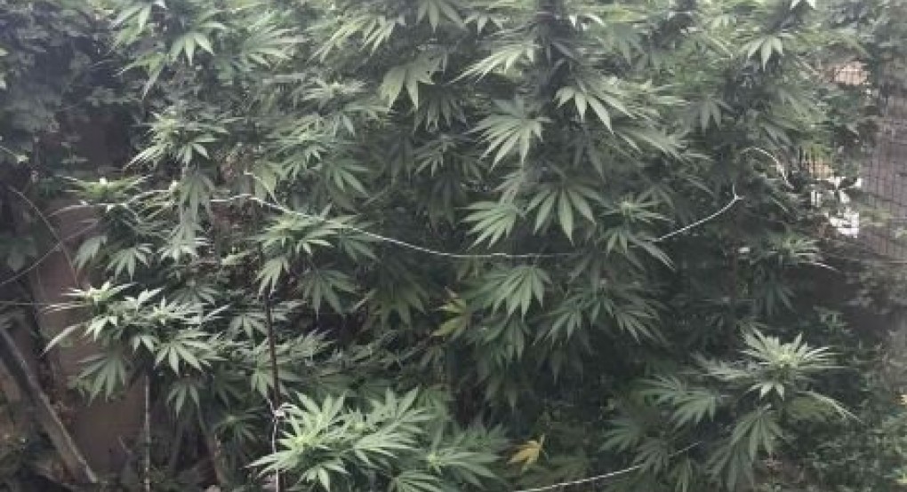 Σύλληψη για ναρκωτικά στην Πέλλα Σύλληψη για ναρκωτικά στην Πέλλα