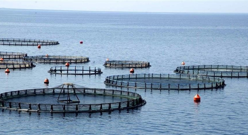 Ενεργειακή μετάβαση στην αλιεία της ΕΕ: Προκλήσεις, χρηματοδότηση και ανάγκη συντονισμένων παρεμβάσεων