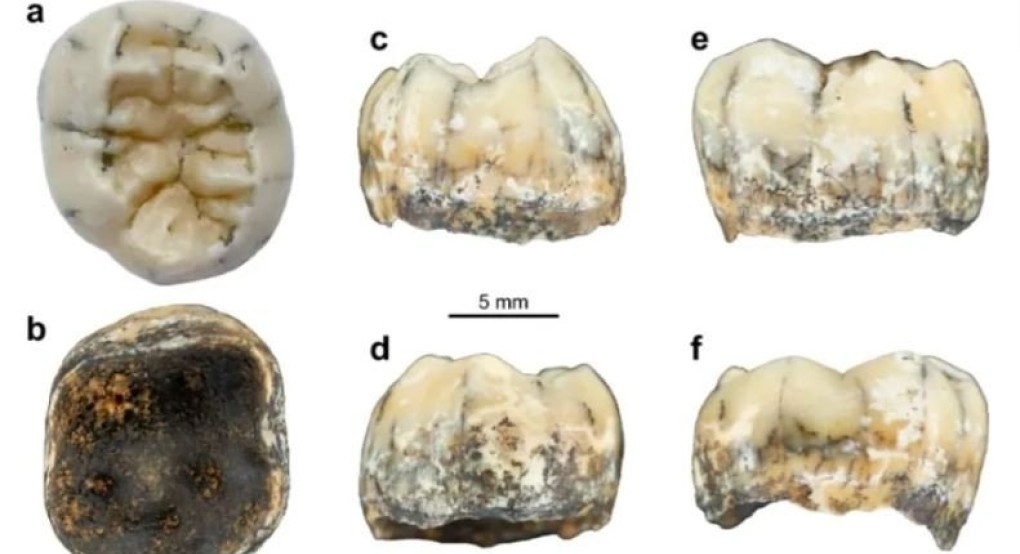 Παιδικό δοντάκι ηλικίας 130.000 ετών ανακαλύφθηκε σε σπήλαιο