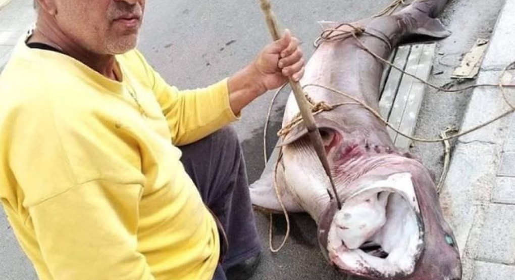 Καρχαρία 200 κιλών έπιασαν ψαράδες στα Χανιά