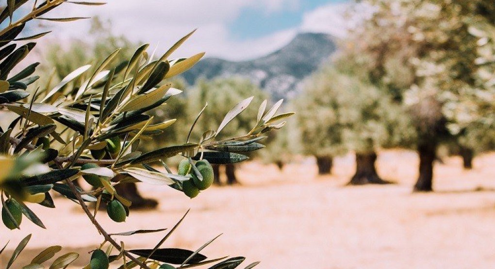 Δάκος: Ο μεγάλος εχθρός της ελιάς – Οι παγίδες