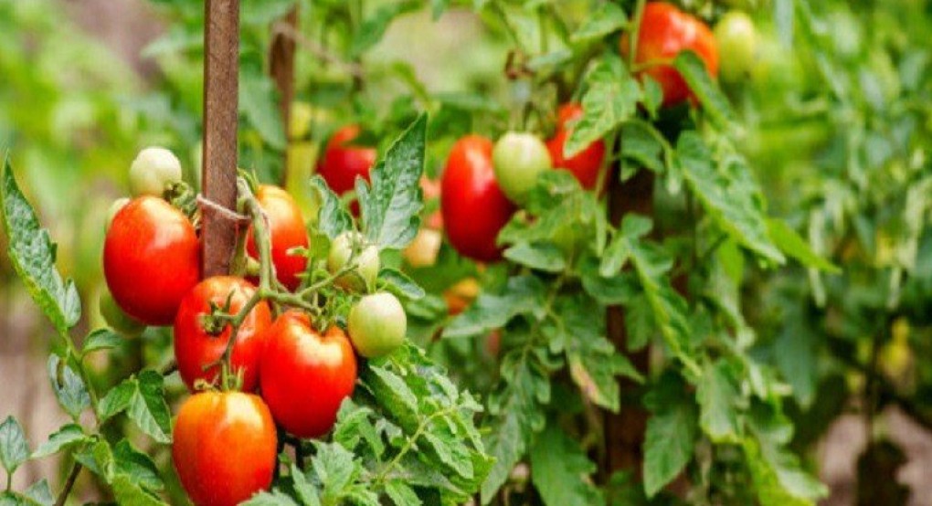 Θερμοκηπιακή ντομάτα: Οι ασθένειες της εποχής και οι απαραίτητες επεμβάσεις
