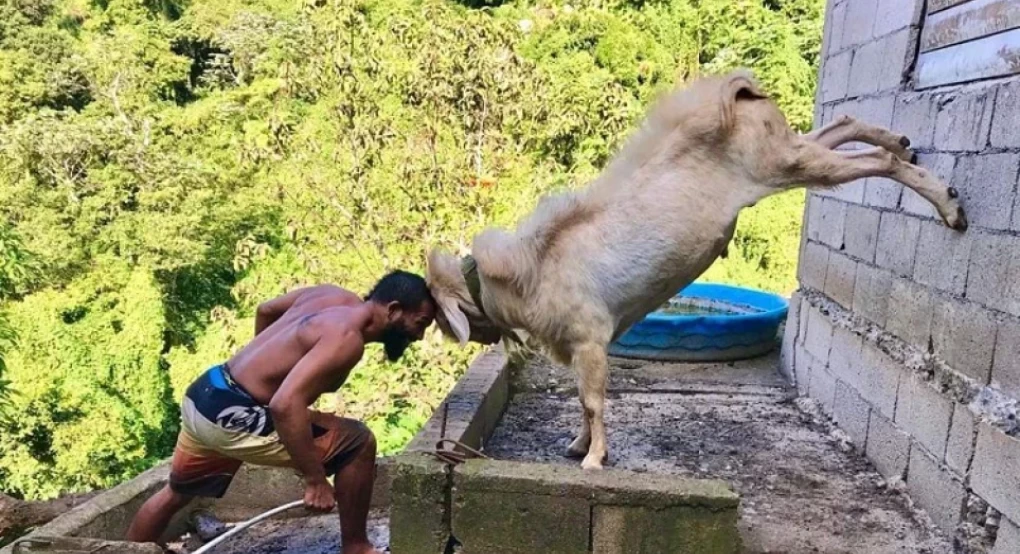 Ο πρωταθλητής του MMA που προπονείται με μία κατσίκα Ο πρωταθλητής του MMA που προπονείται με μία κατσίκα