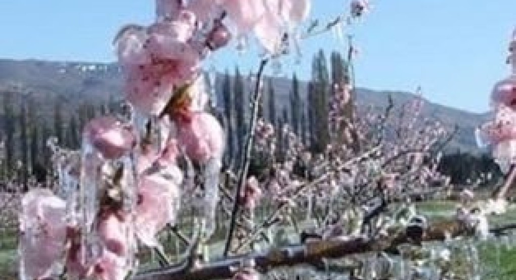 Καρασμάνης: Yπάρχει λύση και μάλιστα άμεση για τις ζημίες από τους ανοιξιάτικους παγετούς Καρασμάνης: Yπάρχει λύση και μάλιστα άμεση για τις ζημίες από τους ανοιξιάτικους παγετούς