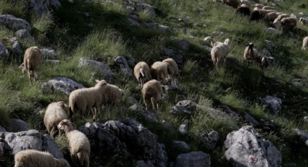 Βοσκός έδειξε τα γεννητικά του όργανα στους τουρίστες και οδηγήθηκε στο αυτόφωρο