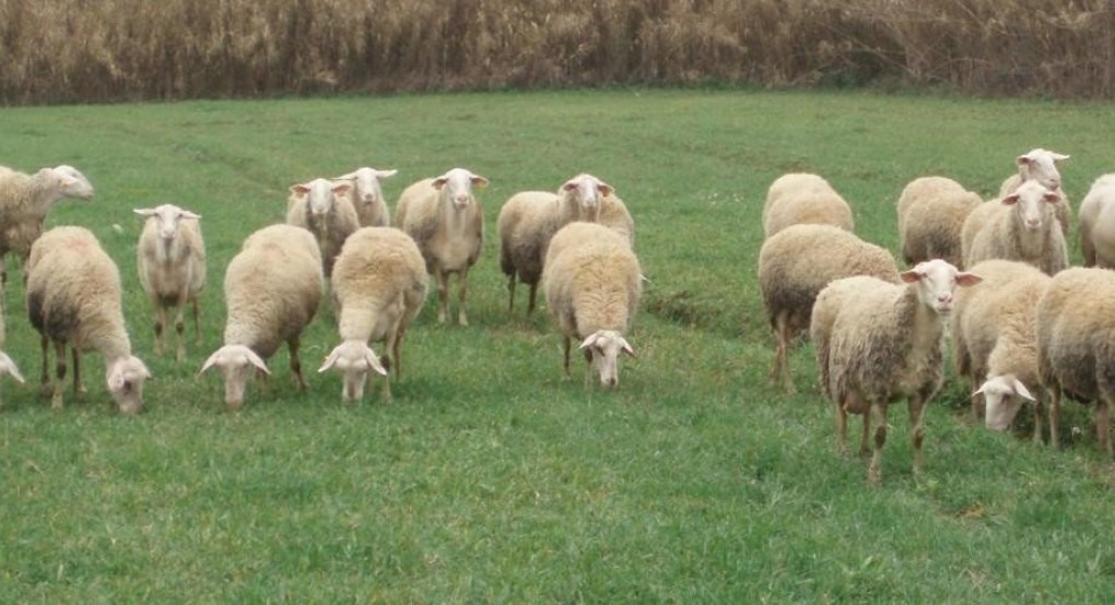 EQUALL – «Πρόγραμμα ενίσχυσης της Αιγοπροβατοτροφίας»