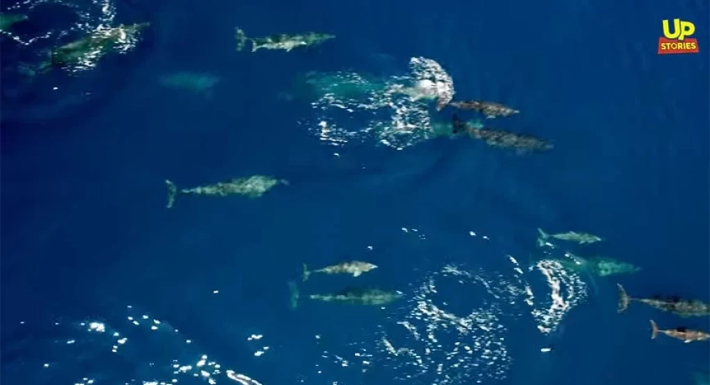 Εντυπωσιακό βίντεο δείχνει το μεγαλύτερο κοπάδι δελφινιών που έχει καταγραφεί ποτέ στην Ελλάδα